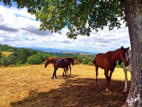 les chevaux s'abritent de la chaleur